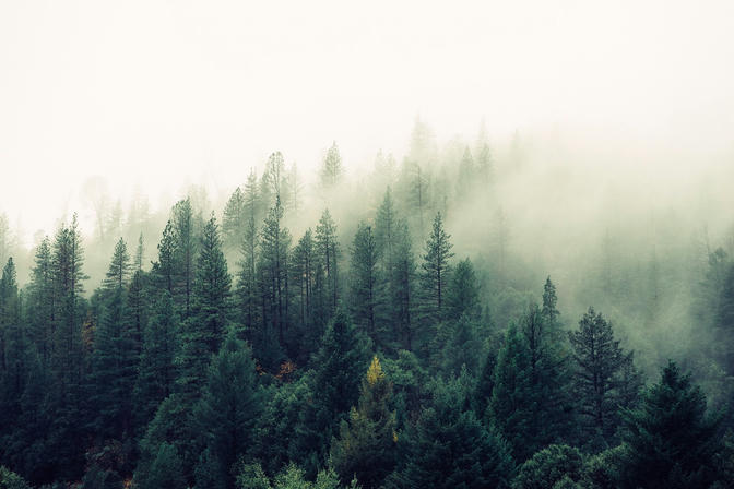A misty forest.